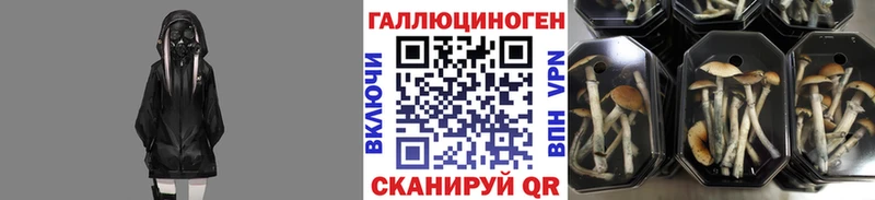 Купить где  Нерюнгри  Псилоцибиновые грибы мухоморы 